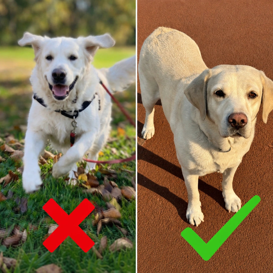Clear pet photo example